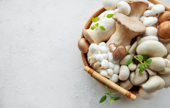 Variety of mushrooms photo
