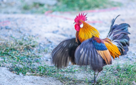 Male jungle fowl, native to Southeast Asia. photo