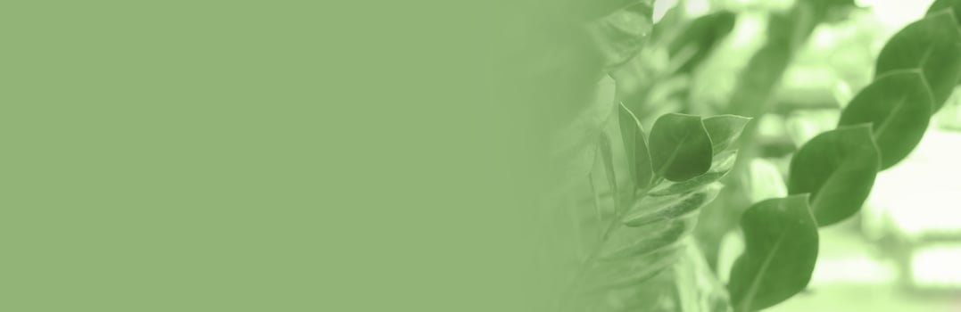 Banner for design and web page. Fuzzy cose-up of houseplant Zamioculcas leaves in shop. photo