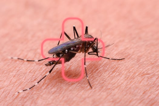A mosquito that carries dengue fever and Zika virus is sucking blood on a person's skin. photo