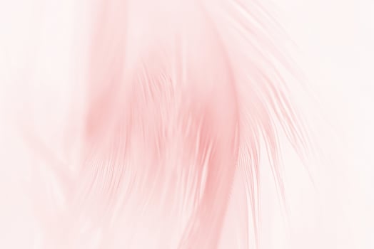 Cosmetic Pink Feather Pattern Texture Background in Soft Focus photo