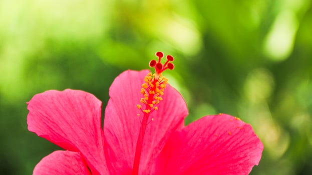 Hibiscus rosa-sinensis. This is a tropical evergreen plant with pink flowers and green leaves during the sunny day. photo