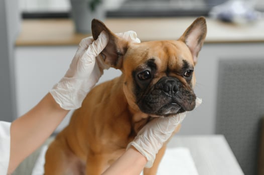medicine, pet care and people concept - close up of french bulldog dog and veterinarian doctor hand at vet clinic. photo
