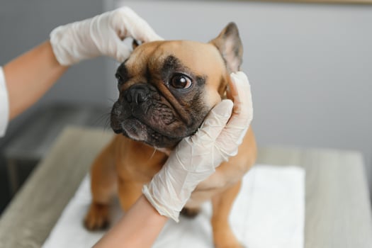 medicine, pet care and people concept - close up of french bulldog dog and veterinarian doctor hand at vet clinic. photo
