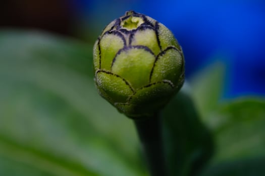 Photography of layered sunflower buds. Macro shot of beautiful flowers in the garden. Graphic Resources. Macrophotography. Flower Close-up. Nature photography concept photo