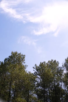 Photography of rows of pine trees. Panoramic Landscape of natural scenery in tropical forest. Graphic Resources. Background Photography. Landscape Photography photo