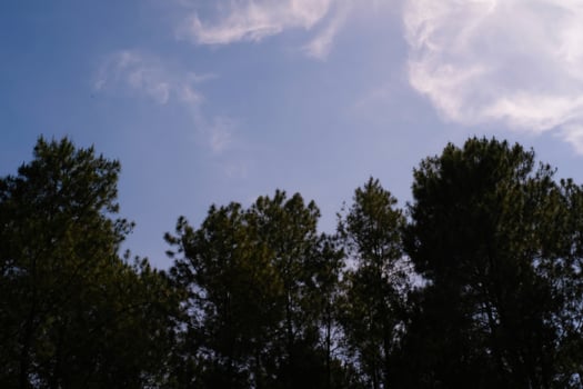 Photography of rows of pine trees. Panoramic Landscape of natural scenery in tropical forest. Graphic Resources. Background Photography. Landscape Photography photo