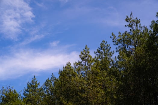 Photography of rows of pine trees. Panoramic Landscape of natural scenery in tropical forest. Graphic Resources. Background Photography. Landscape Photography photo