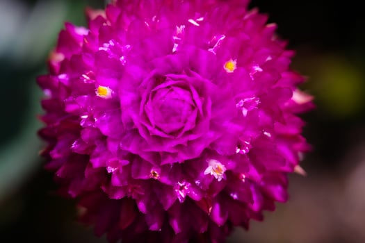 Photography of Violet Labiate Mentha Aquatica Flowers. Macro shot of beautiful flowers in the garden. Graphic Resources. Macrophotography. Flower Close-up. Nature photography concept photo