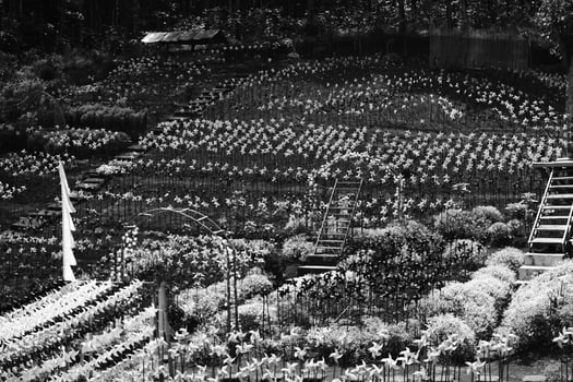 Black and white photography of Thousands of Pinwheels filling the park. Monochrome of natural scenery in amusement park. Graphic Resources. Monochrome Background Photography. Light Shadow Photography photo