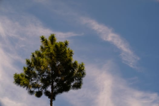 Photography of a Single tree with a beautiful cloudy blue sky as a background. Panoramic Landscape of natural beauty. Graphic Resources. Landscape photography. Nature photography concept photo