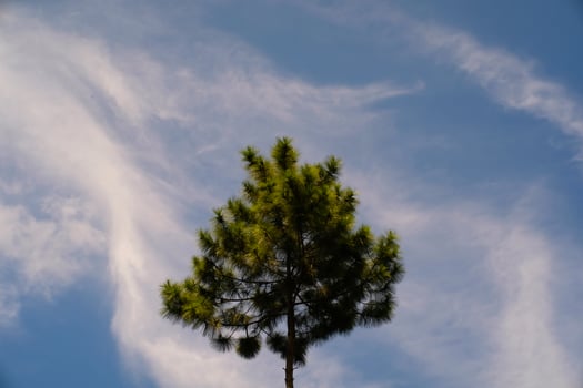 Photography of a Single tree with a beautiful cloudy blue sky as a background. Panoramic Landscape of natural beauty. Graphic Resources. Landscape photography. Nature photography concept photo