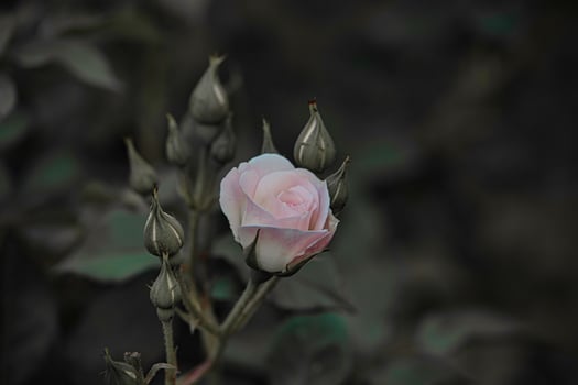 white rose blooming in summer garden green leaves photo