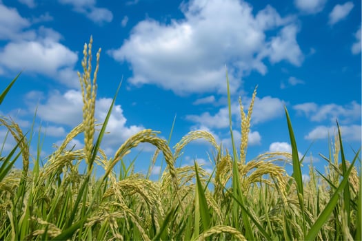 Photo rice field