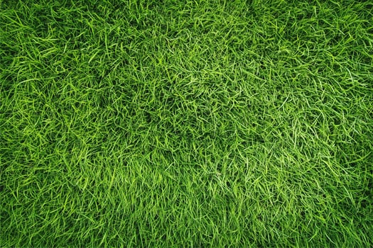 green grass background photo