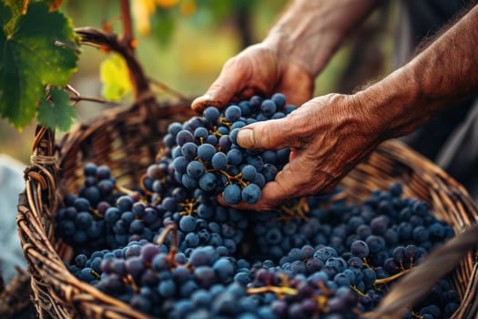 Grapes in a Basket photo