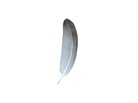 single natural pigeon feather. on transparent background photo