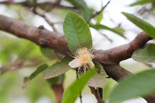 The Blossoming Beauty of Guava Flowers Among Tropical Fruits photo