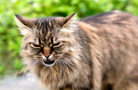 Portrait of a wild cat. Close-up. Selective focus. photo