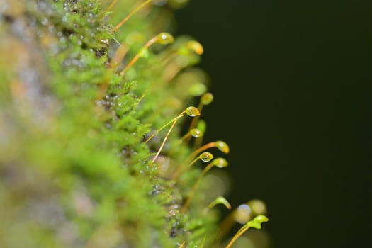 close up of a caterpillar on a branch photo