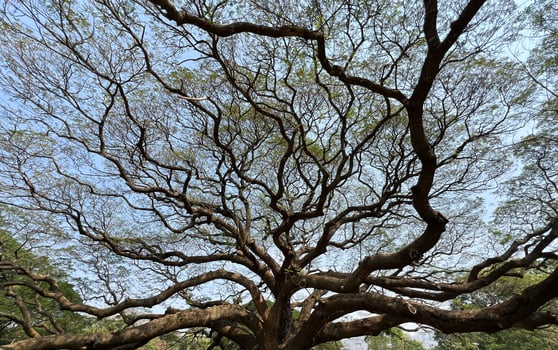 Beautiful Giant Rain Tree at Kanchanaburi, Thailand photo