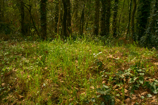 green meadow in a forest photo