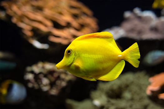 Yellow tang Zebrasoma flavescens fish underwater in sea photo