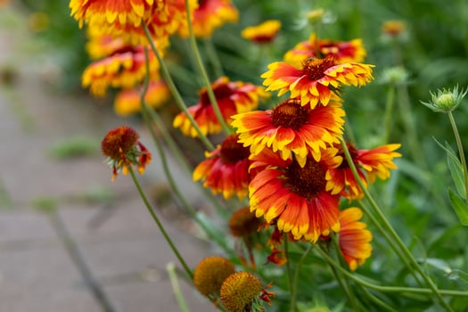 bunch of orange and yellow flowers are in a garden photo