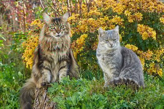 Two cats sitting on the grass near the bush of yellow chrysanthemums in the garden. Maine Coon cat and gray cat photo