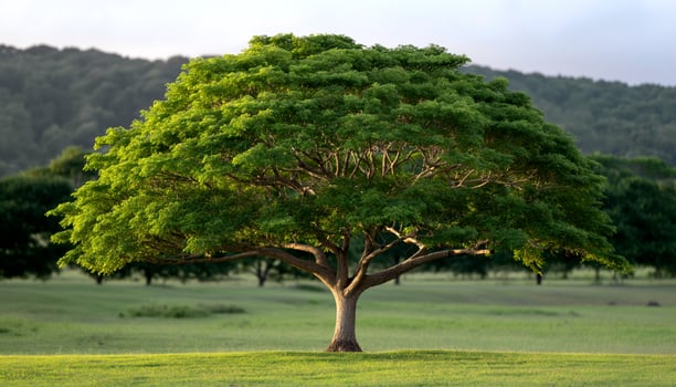 Solitary Tree in a Verdant Meadow photo