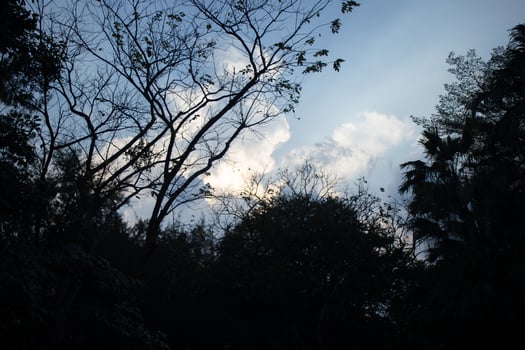 heaven cloudy dark clouds sky in sunset twilight evening dusk time with sunlight ray from between clouds with tree silhouette background photo