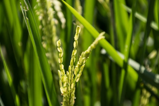 Close up view of young rice grains on a blurry background photo