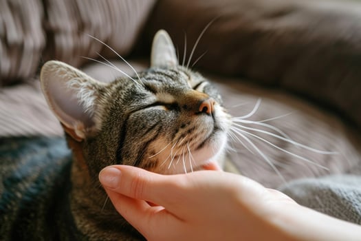 Care of a Cat photo