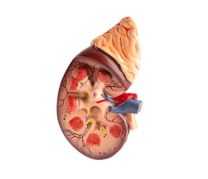 Model of human kidney isolated on white background with clipping path, Chronic Kidney Disease CKD. photo