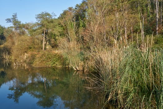 Deep forest and path photo