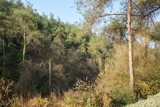 Deep forest and path photo