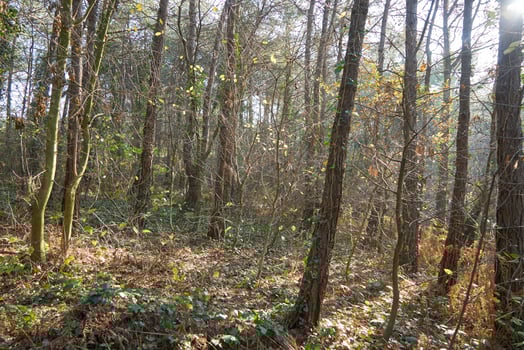 Deep forest and path photo