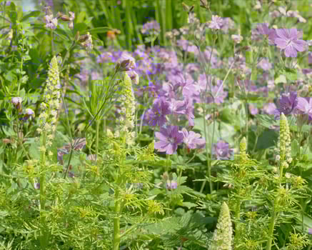 Flowers background. Colorful summer flowers close view photo