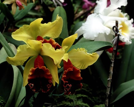 Flowers background. Colorful summer flowers close view photo