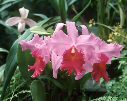 Flowers background. Colorful summer flowers close view photo