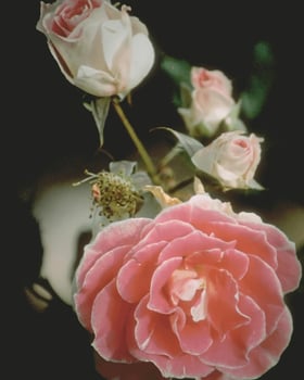 Flowers background. Colorful summer flowers close view photo