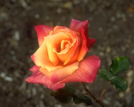 Flowers background. Colorful summer flowers close view photo