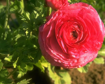 Flowers background. Colorful summer flowers close view photo