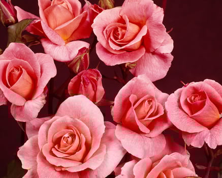 Flowers background. Colorful summer flowers close view photo
