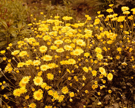 Flowers background. Colorful summer flowers close view photo