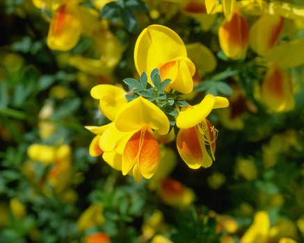 Flowers background. Colorful summer flowers close view photo