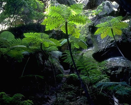 Green plants close view background. Natual plant photo