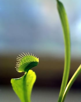 Green plants close view background. Natual plant photo