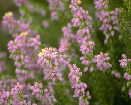 Flowers close view, natural plants background photo