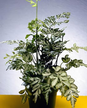 Flowers close view, natural plants background photo
